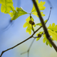 Leaves and galls from white oak trees were used to produce plant-based antiseptics during the U.S. Civil War.